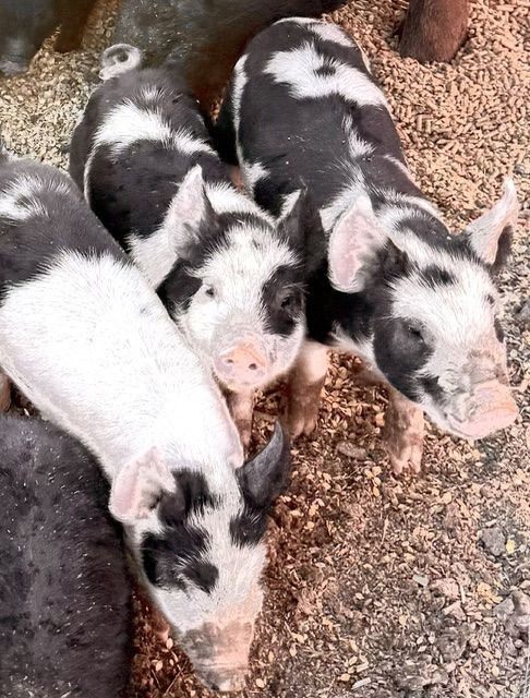9 Week Old Pigs