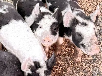 9 Week Old Pigs