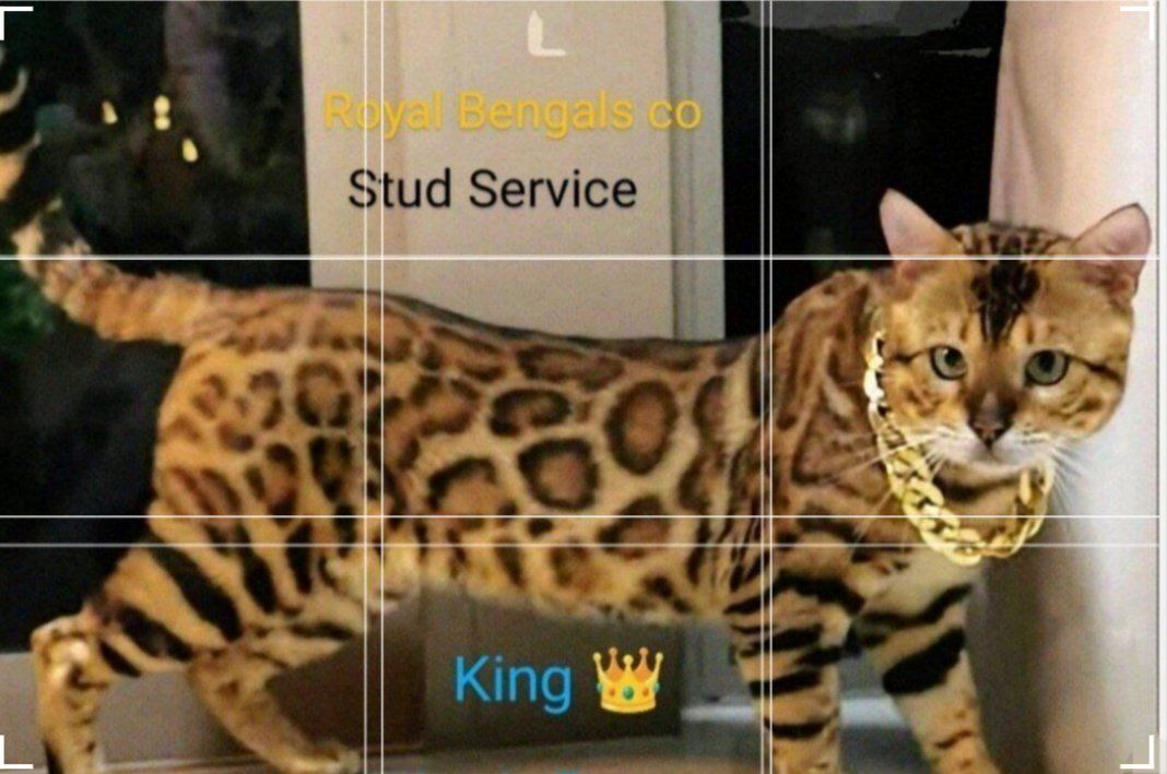 Royal - Bengal Stud Schedule Open