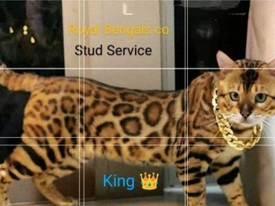 Royal - Bengal Stud Schedule Open