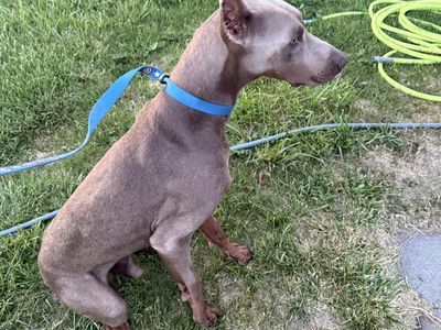 Rehoming a Doberman