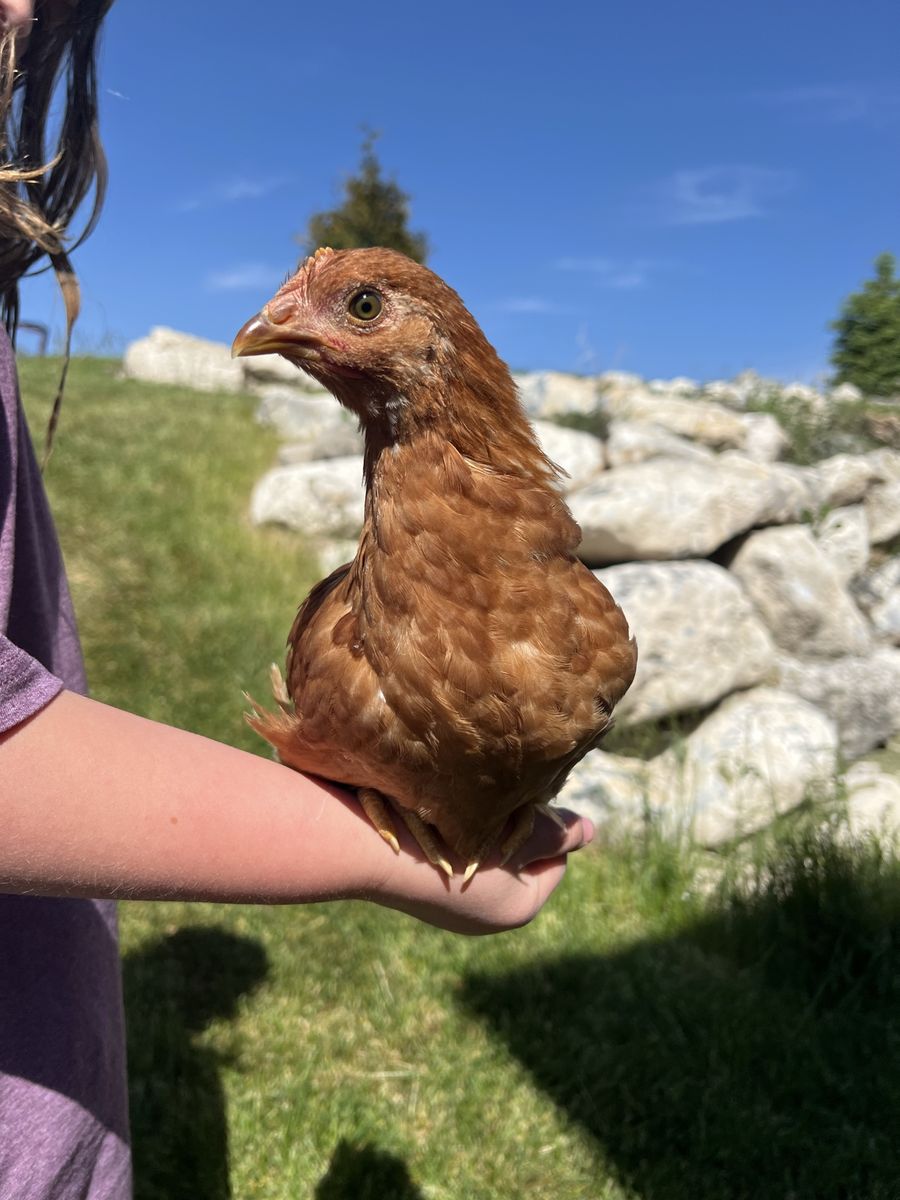 Kid-Raised Coop Ready Pullets