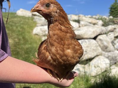 Kid-Raised Coop Ready Pullets