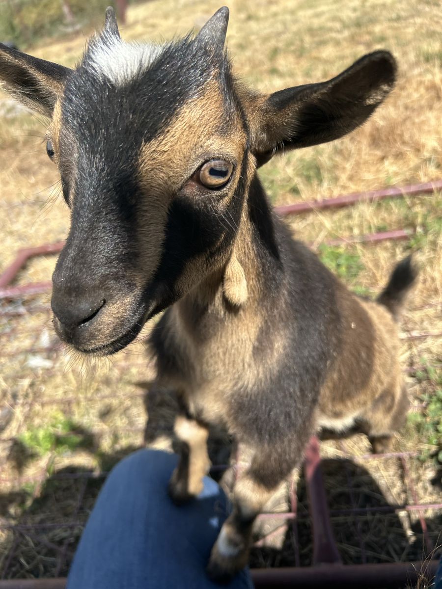 Nigerian dwarf doeling
