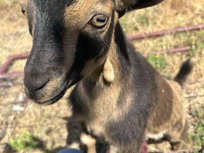 Nigerian dwarf doeling