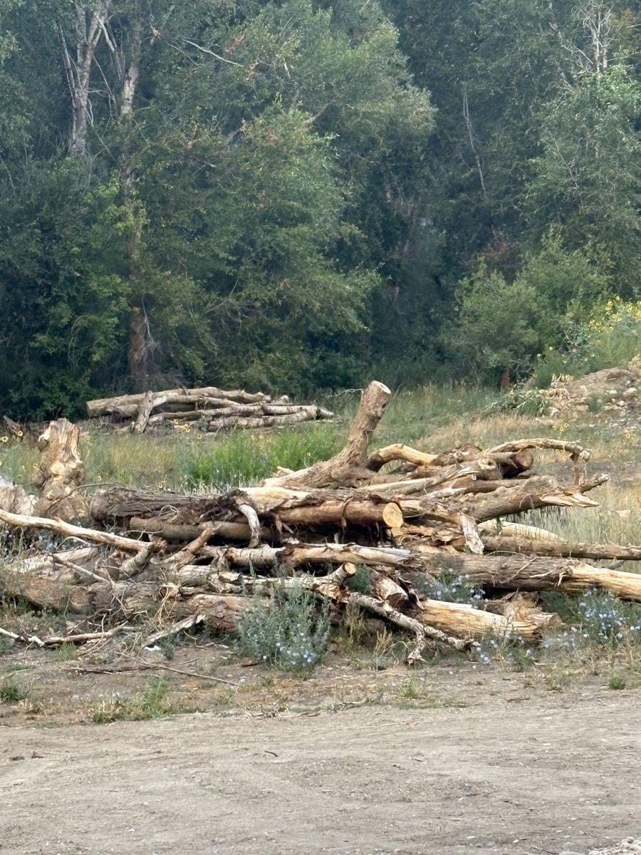 Free wood for firewood