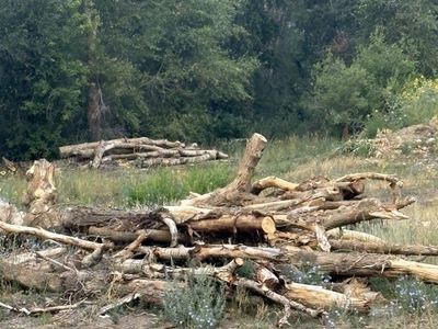 Free wood for firewood