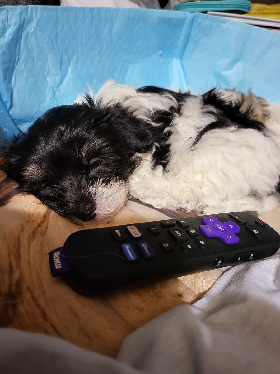 Maltese Papillon puppy