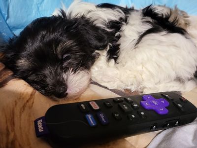 Maltese Papillon puppy