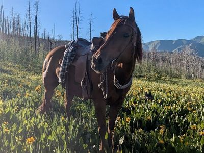 6 Year Old Grade Mare