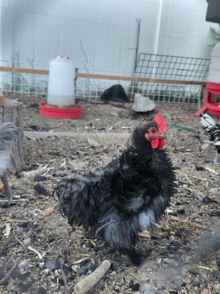 true frizzle rooster