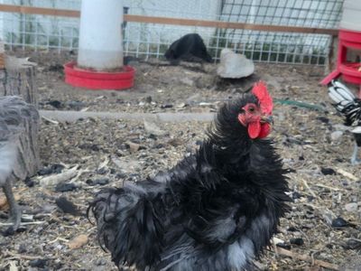 true frizzle rooster