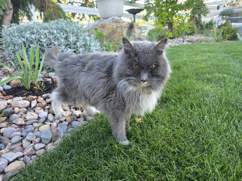 Looking for owner of senior gray and white cat