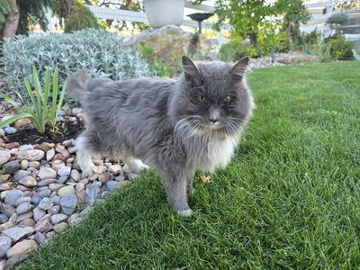 Looking for owner of senior gray and white cat