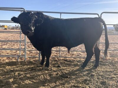 Livestock For Sale Or Trade