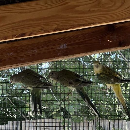 Female Redrump Grasskeets