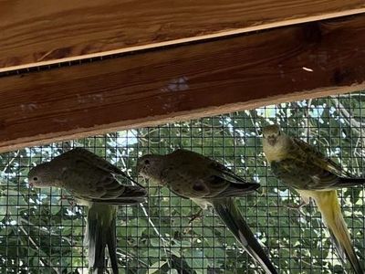 Female Redrump Grasskeets