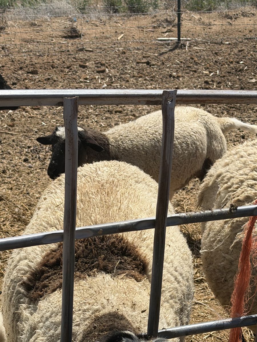 Dorper lambs