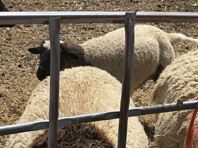 Dorper lambs