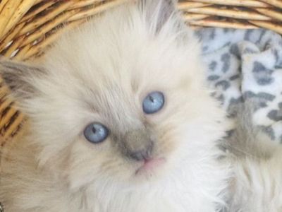 Gorgeous Affectionate RAGDOLL LYNX kittens--SUPER SWEET/STAY SMALL-Do tricks--less allergenic/shed less!