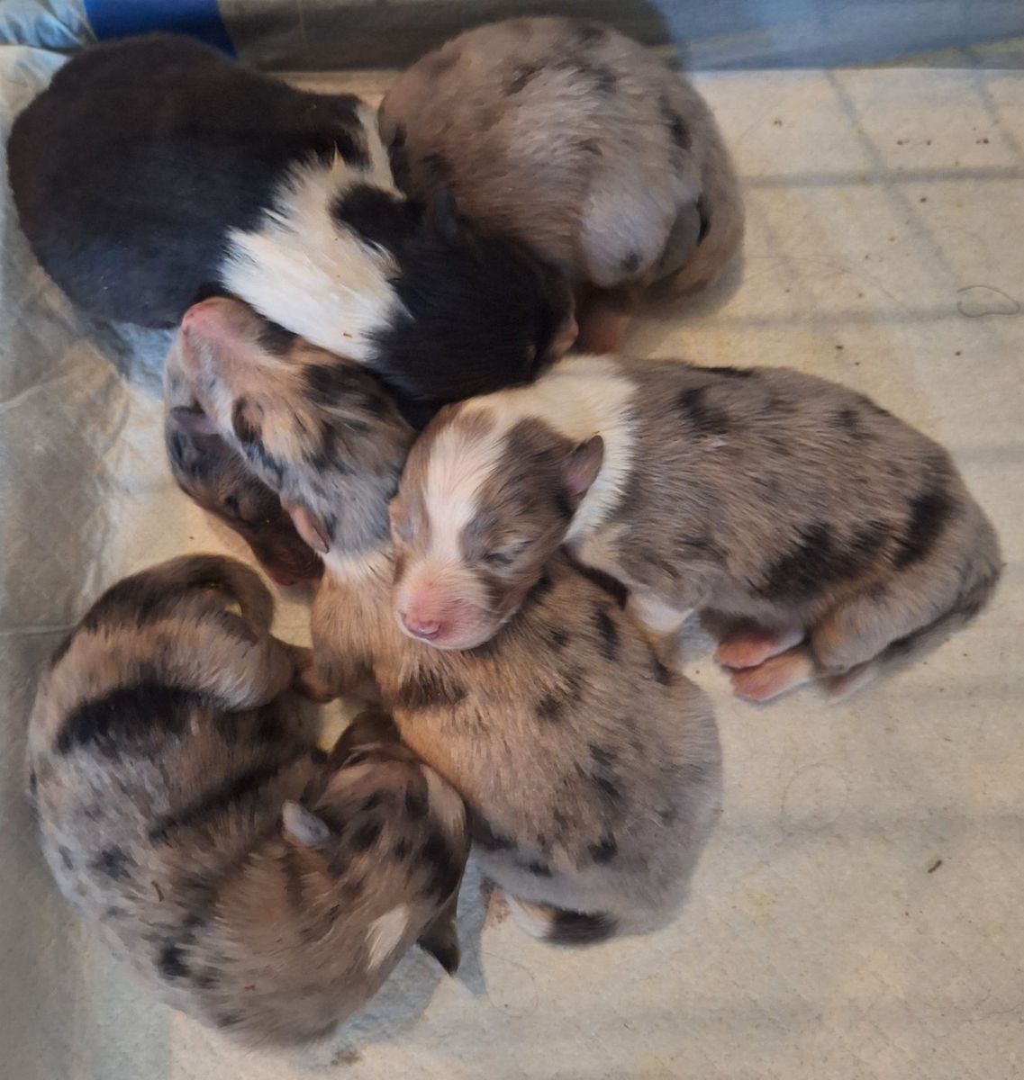 AKC Shelties (shetland sheepdog)