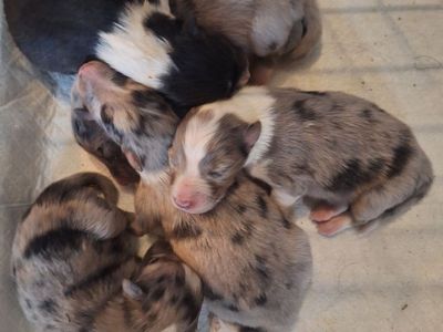 AKC Shelties (shetland sheepdog)