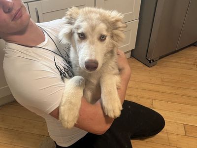 Purebred Malamute pup/NOT Siberian Husky