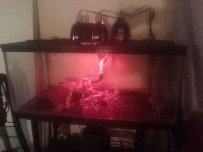 Ball python with enclosure and heat lamps