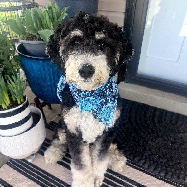 bernedoodle stud only