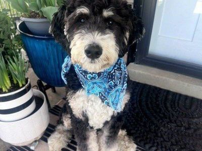 bernedoodle stud only