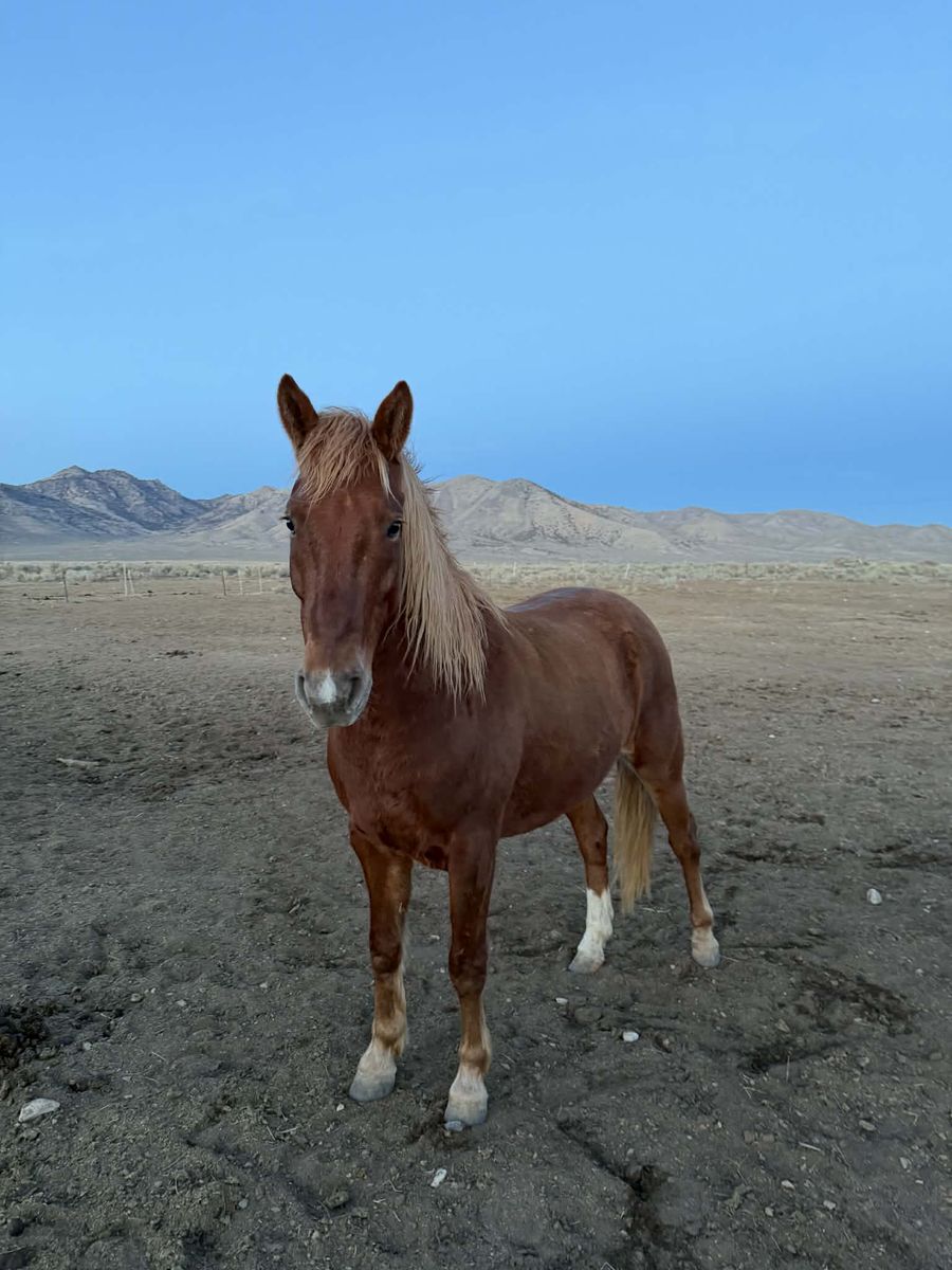 Mustang Gelding