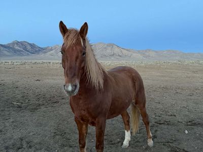 Mustang Gelding