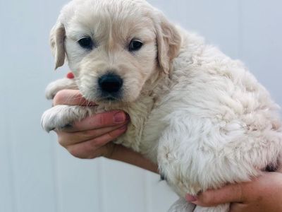 Purebred Golden Retreiver Puppies
