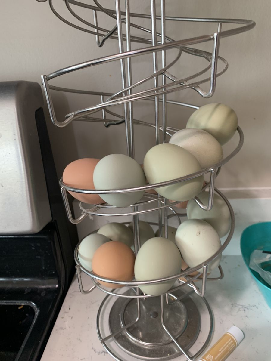 Easter eggers/laying hens