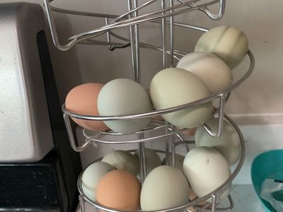 Easter eggers/laying hens