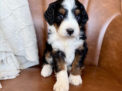 Mini Bernedoodles, multigen Bernedoodles, Bernedoodle