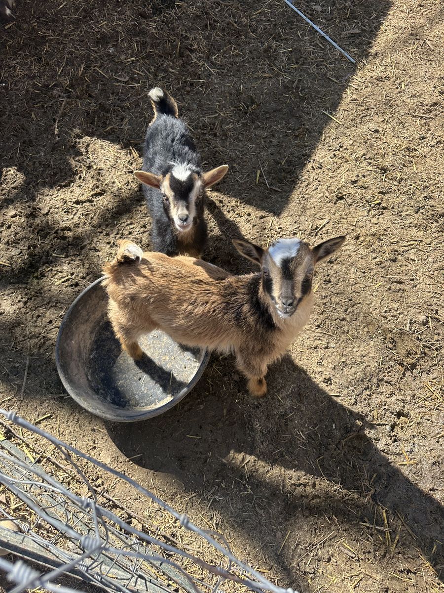 Pygmy And Nubian goats