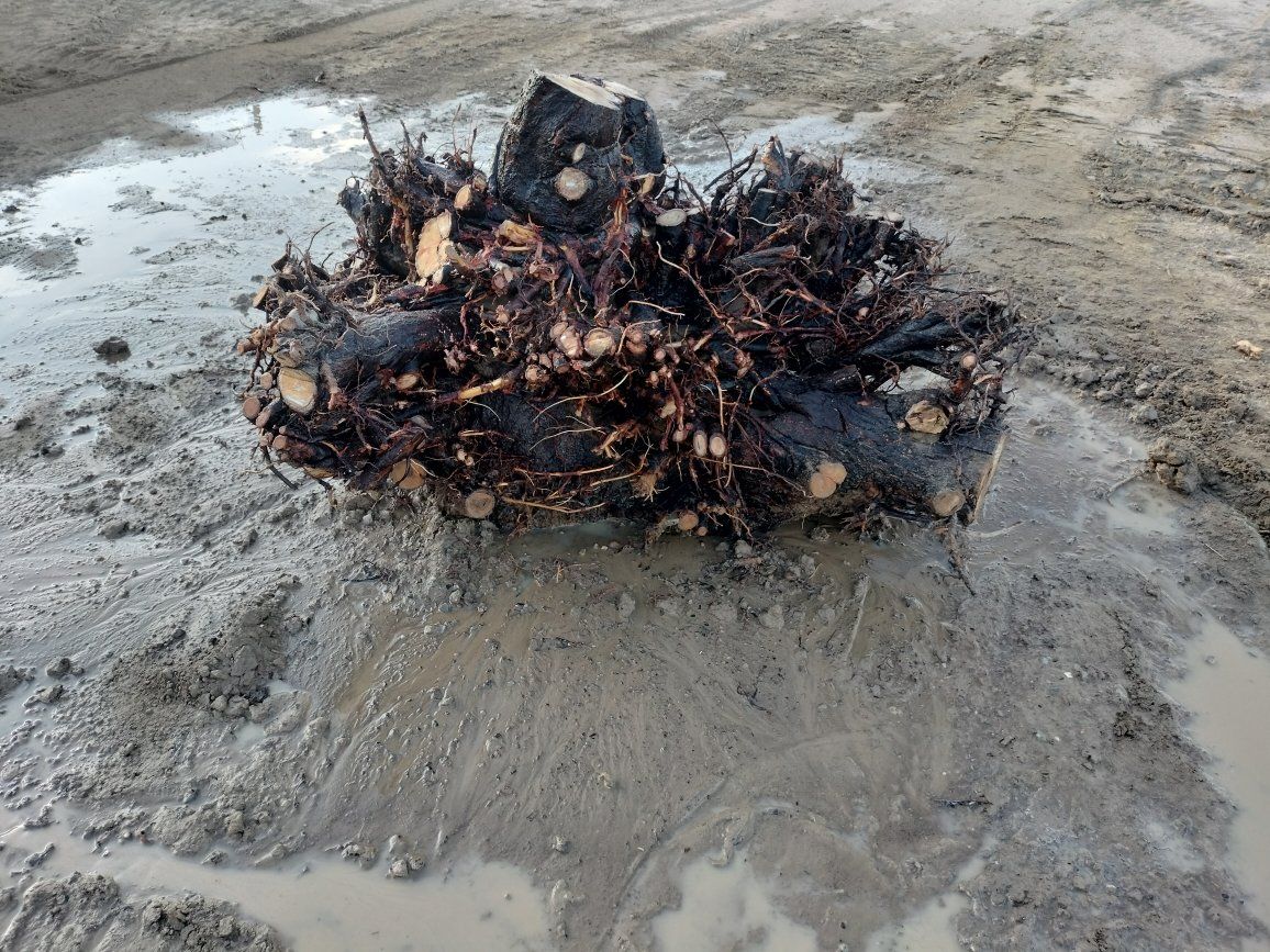 Large Chinese Elm Tree Stump with Roots for Landscaping or Lathe Woodworking