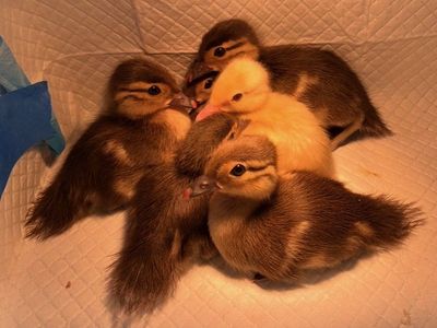 Mandarin Duck hatching eggs
