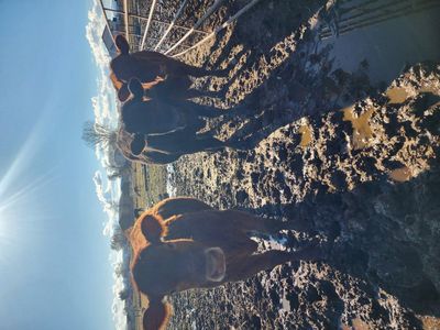 beef dairy cross calves