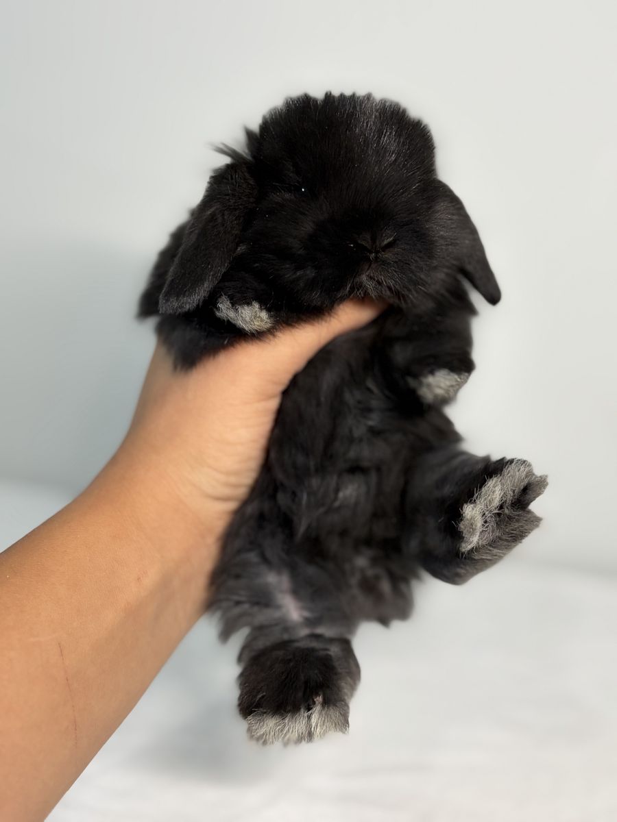 Holland Lop Buck