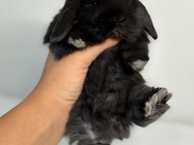 Holland Lop Buck
