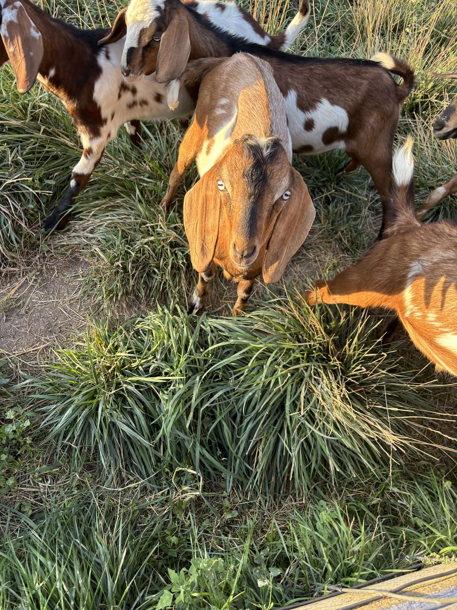 Mini Nubian Bucks 