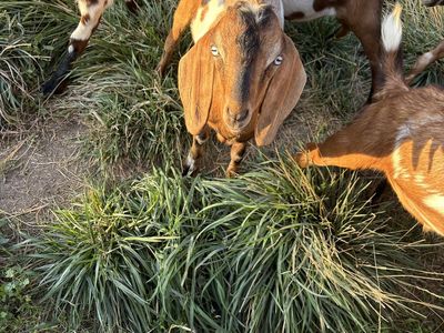 Mini Nubian Bucks