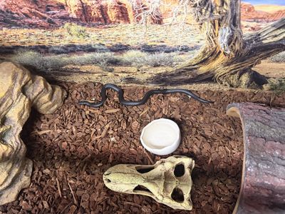 Black Mexican Kingsnake - Striking Black Scales, Healthy Reptile Pet