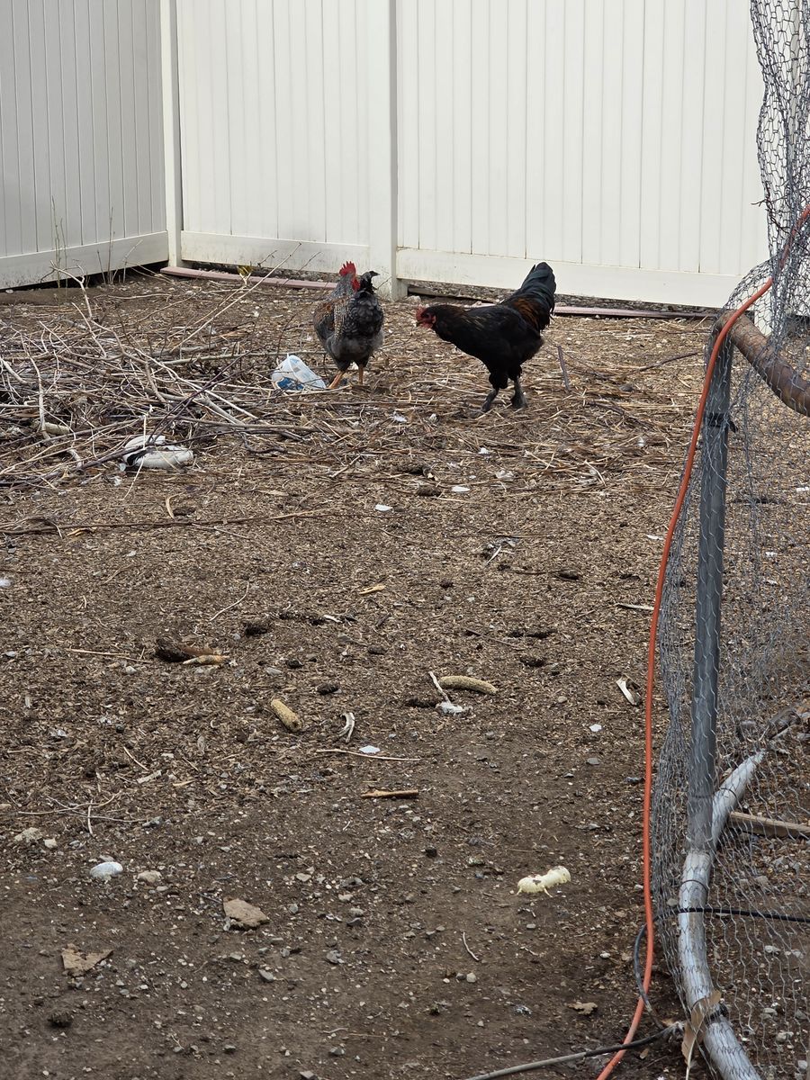 (2) 19 week roosters