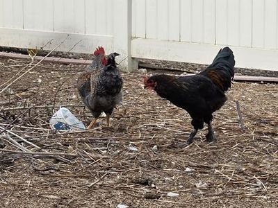 (2) 19 week roosters