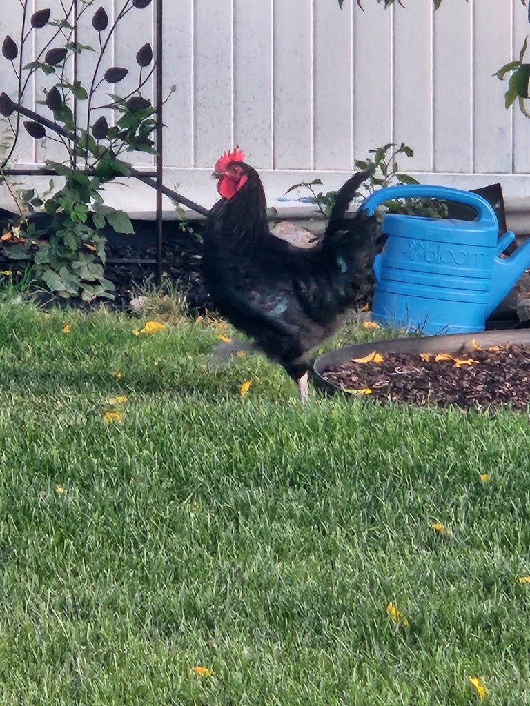 Black Australorp Rooster