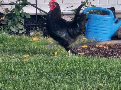 Black Australorp Rooster