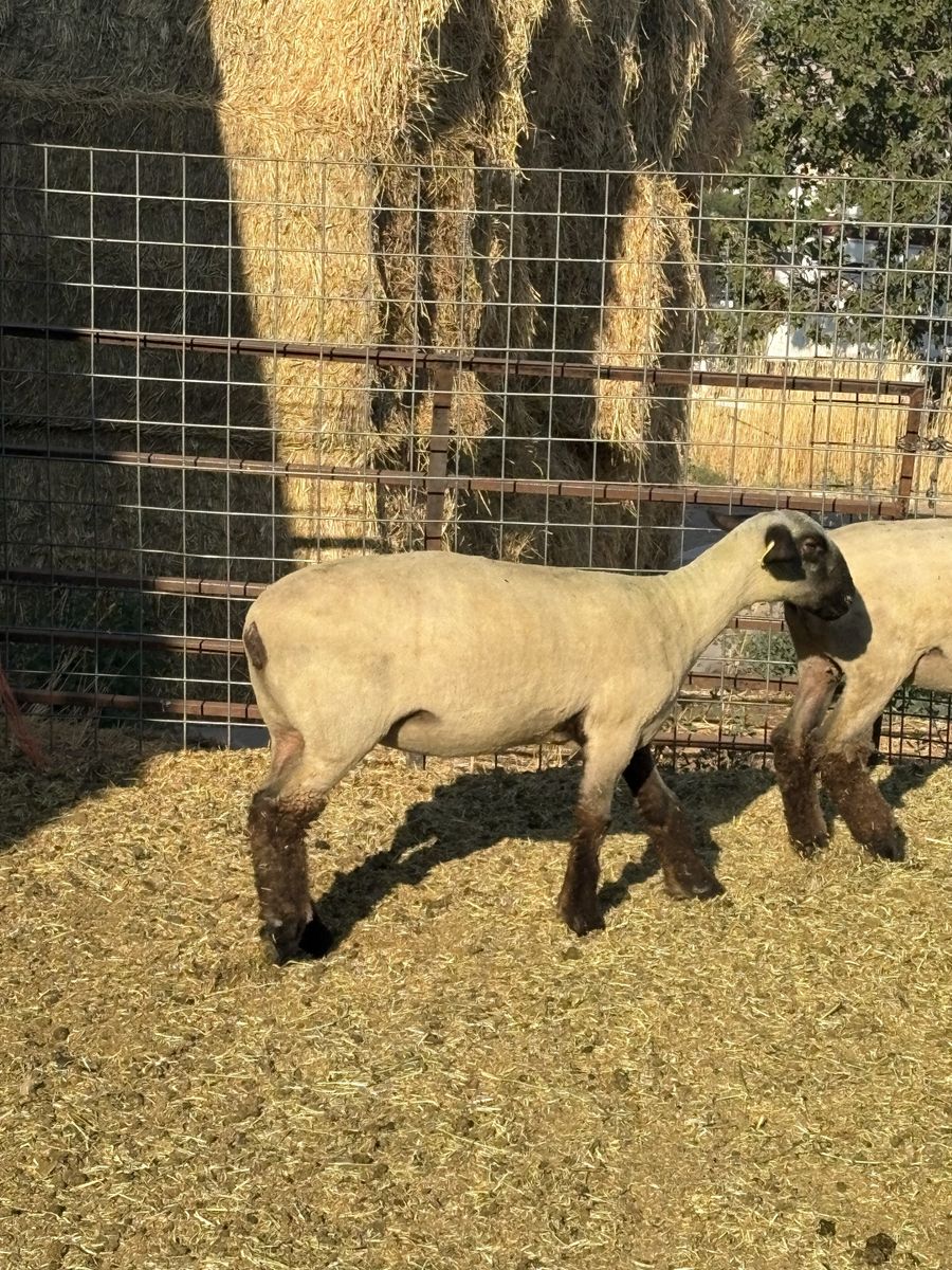 Quality Hampshire Ewe Lambs